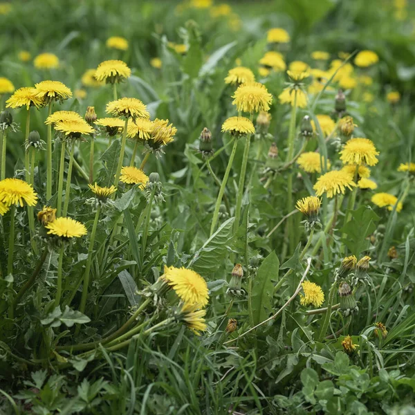 Abstrakcyjne niewyraźne tło wiosennych kwiatów, żółte mniszki lekarskie w zielonej trawie — Zdjęcie stockowe