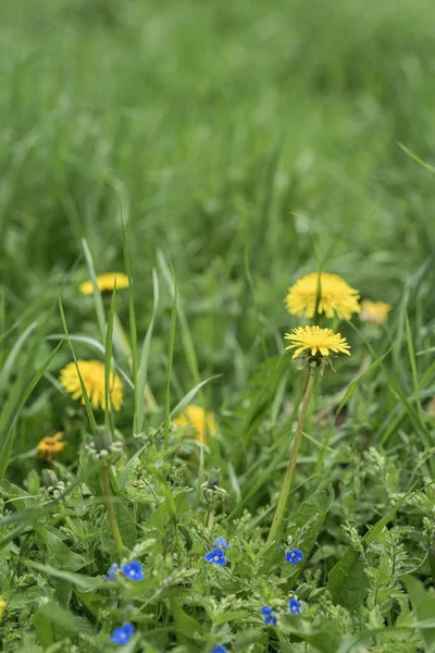 Abstraktní rozmazané pozadí jarních květin, žlutých pampelišek a modré myosotidy v zelené trávě, selektivní zaměření — Stock fotografie