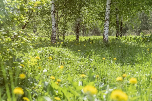 Journée ensoleillée dans la forêt avec bouleaux, pissenlits en fleurs. Printemps et été, fond naturel — Photo