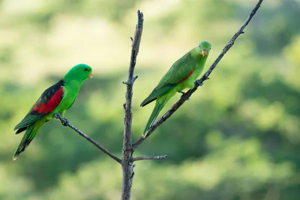 Pair of crimson winged parrots, Aprosmictus erythropterus — Stock Photo, Image