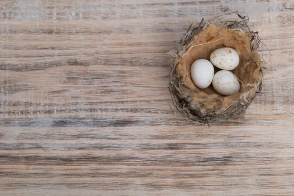 Bird nest with eggs — Stock Photo, Image