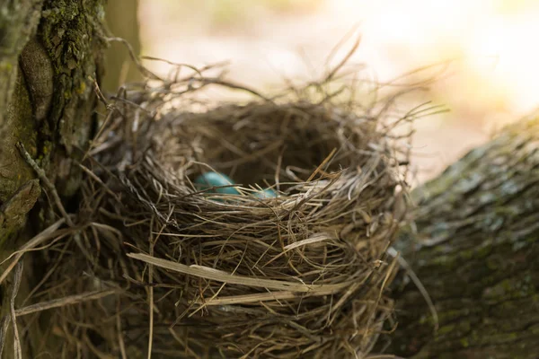 Robin's nest with eggs — Stock Photo, Image