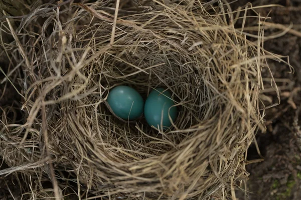 Ninho de Robin com ovos — Fotografia de Stock