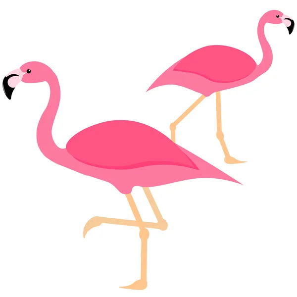Zwei rosa Flamingos in Isolation — Stockvektor