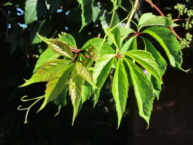 Koyu arkaplanda yeşil yapraklar