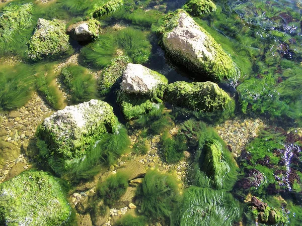 Algen und Kieselsteine im Schwarzen Meer auf der Krim — Stockfoto