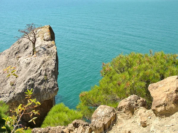 Fenyők és a rock, mint a Fekete-tenger, Krím-félszigeten — Stock Fotó