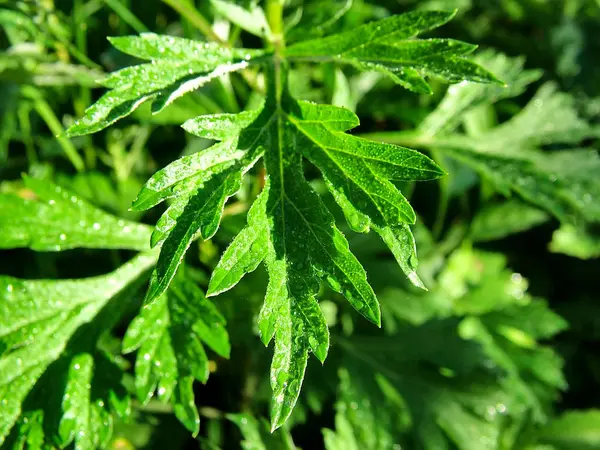 Yeşil yaprakları üzerinde Çiy damlaları