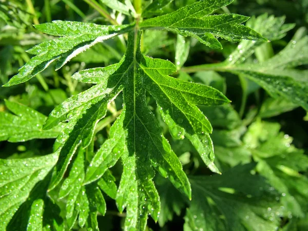 Yeşil yaprakları üzerinde Çiy damlaları