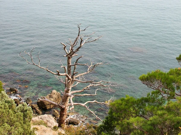 Árvore nua contra o mar — Fotografia de Stock