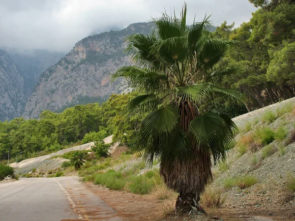 Dlaň na dálnici Alanya - Kemer — Stock fotografie