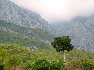 Toros Dağları'nın arka plan üzerinde yalnız ağaç