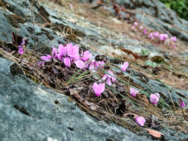 Göynük Kanyonu kayaların arasındaki sonbahar çiçekler