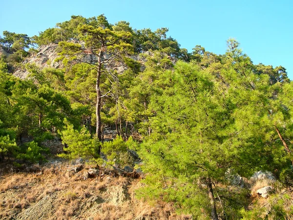 Arbres sur les falaises des montagnes du Taureau en Turquie — Photo