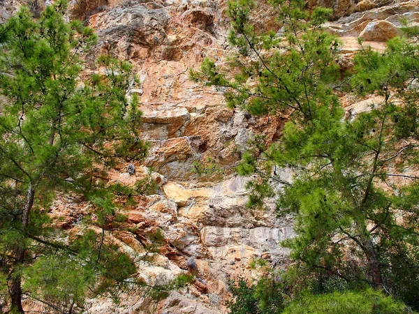 Pins sur les falaises des montagnes du Taureau en Turquie — Photo