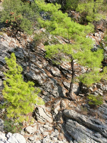 Árvores nas rochas — Fotografia de Stock