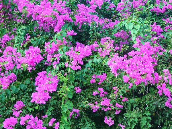 Ekim ayında Türkiye'de çiçekli çalı