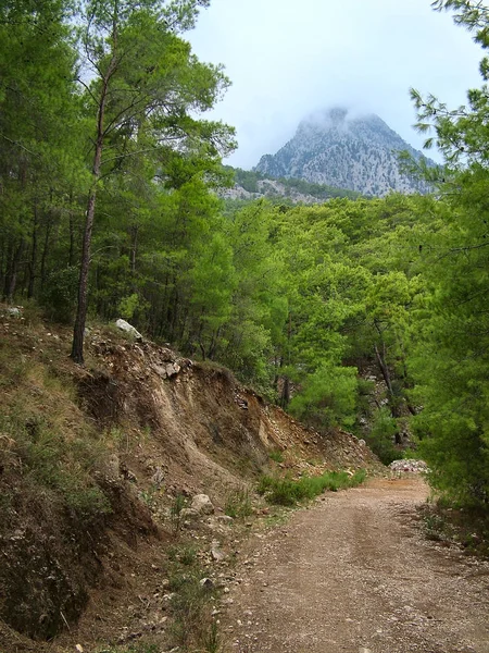 A estrada na floresta nas montanhas Taurus — Fotografia de Stock