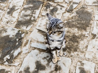 Yağmurdan sonra lekeli beton kaldırımda çizgili kedi yavrusu