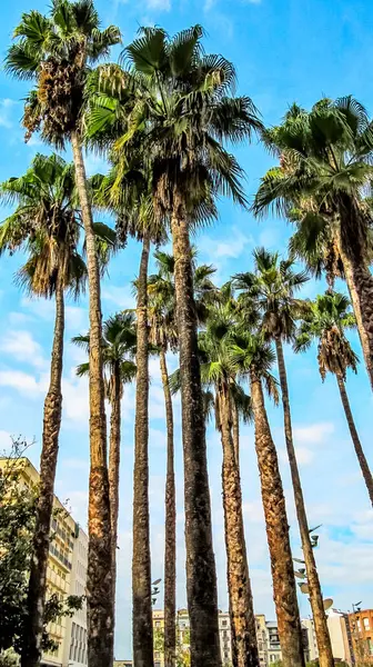 High Palm Trees Blue Sky One Squares Girona Catalonia Spain — Stock Photo, Image