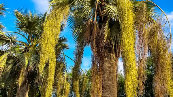 Lush Green Palm Trees Costa Brava Cities Lloret Mar Blanes — Stock Photo, Image