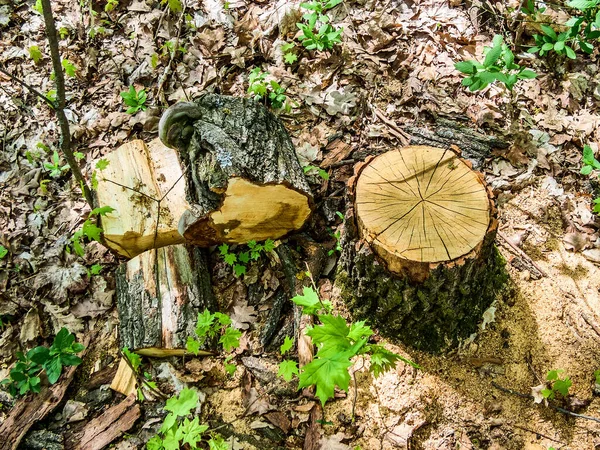 树桩由锯木和森林中的部分木头树干做成 夏日阳光充足 — 图库照片