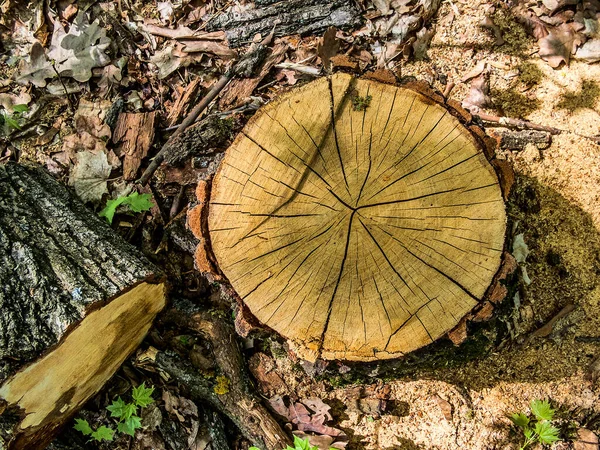 树桩由锯木和森林中的部分木头树干做成 夏日阳光充足 — 图库照片
