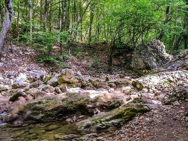 Bosque Denso Junto Río Fondo Del Gran Cañón Crimea Árboles — Foto de Stock