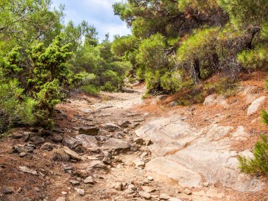 Dağlara giden yol orman çalılıklarının arasından kuru nehir yatağı boyunca uzanıyor. Sonbahar. Doğu Kırım. Novy Svet köyü ve Sudak kenti yakınlarında..