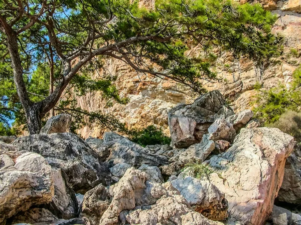 Pins Dans Une Crevasse Montagne Sur Côte Méditerranéenne Nord Village — Photo