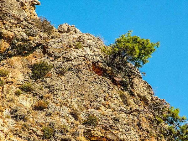 Pins Dans Une Crevasse Montagne Sur Côte Méditerranéenne Nord Village — Photo