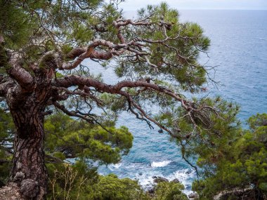 Uçurumun kenarındaki çam