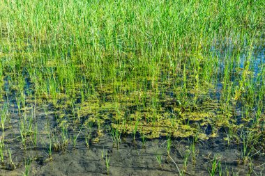 Tatlı su havuzunda yetişen kamış ve çimenler.