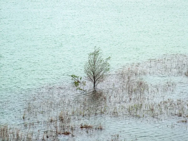Drzewo Rosnące Wodnej Powierzchni Jeziora Otoczonego Trzcinami — Zdjęcie stockowe