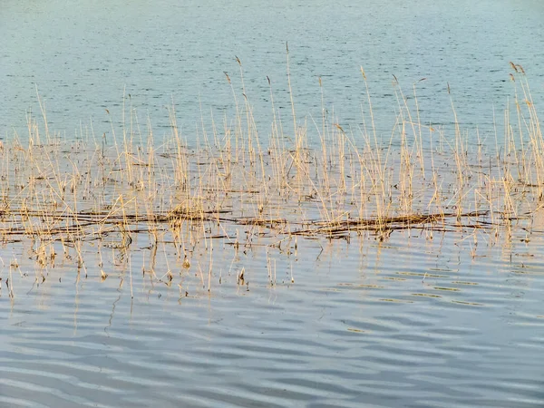Ζαχαροκάλαμο Στα Γαλανά Νερά Της Λίμνης — Φωτογραφία Αρχείου