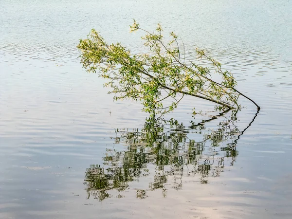Drzewo Dorastające Wodnej Powierzchni Jeziora — Zdjęcie stockowe