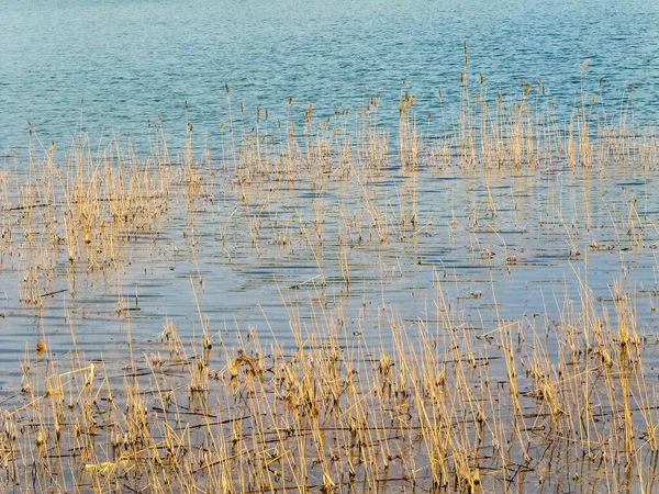 Canne Dans Eau Azur Lac — Photo