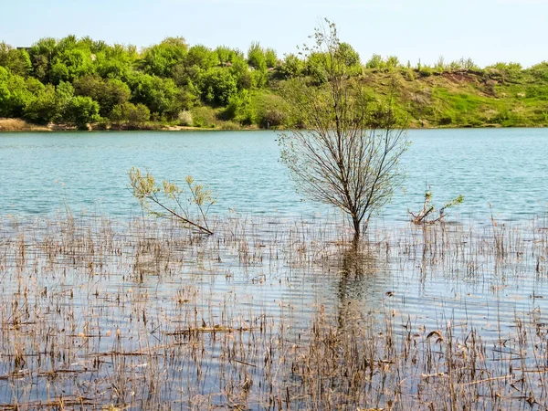 Drzewa Rosnące Jeziorze Otoczonym Trzcinami Wybrzeże Hilly — Zdjęcie stockowe
