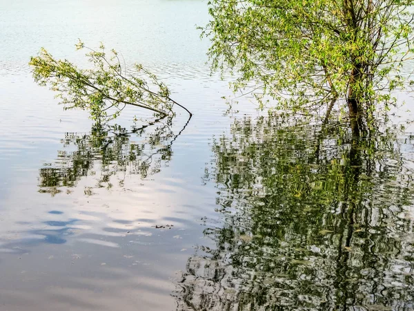 Drzewa Rosnące Jeziorze Refleksja Powierzchni Wody — Zdjęcie stockowe