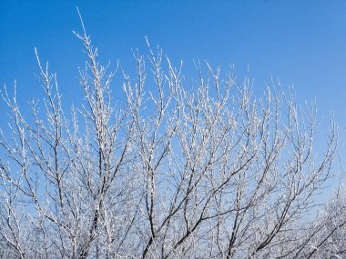 Açık bir kış gününde, masmavi gökyüzüne karşı donmuş bir ağacın dalları.