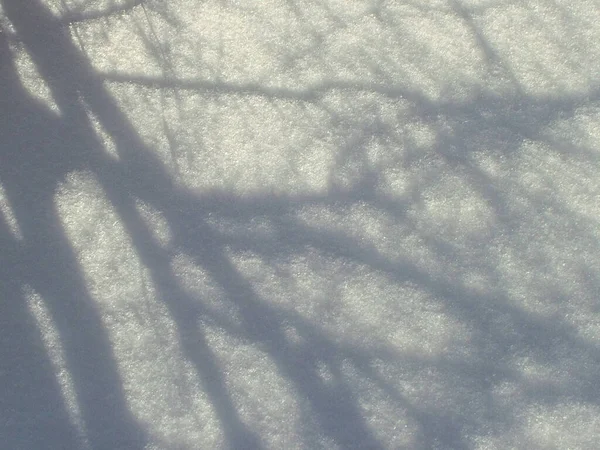 Shadows of tree branches on a snow surface