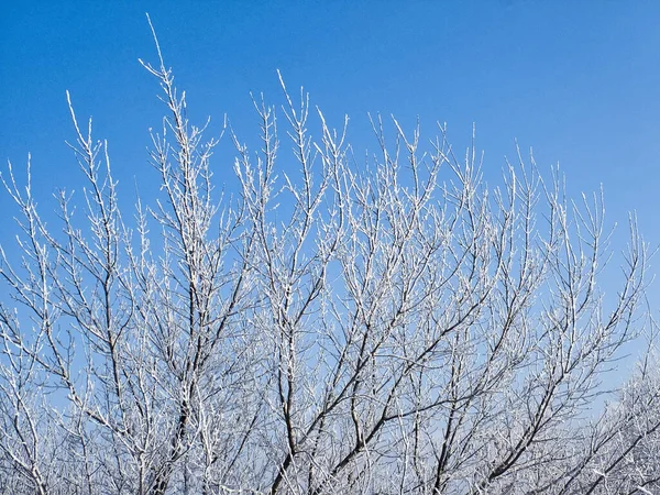 Açık Bir Kış Gününde Masmavi Gökyüzüne Karşı Donmuş Bir Ağacın — Stok fotoğraf