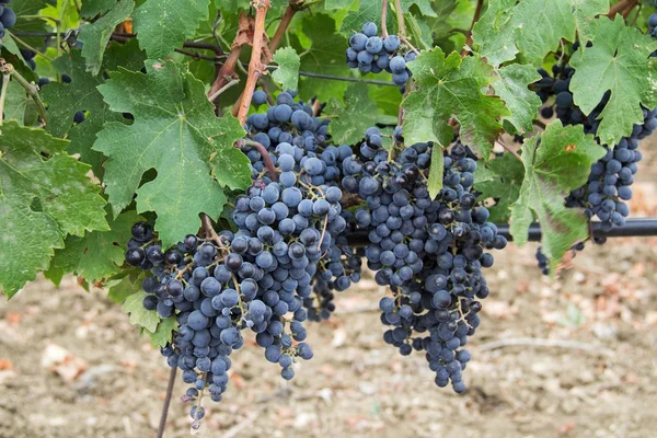 Cépages avec raisins noirs. Le vignoble. Crimée . — Photo