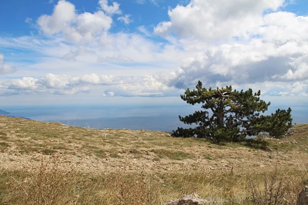 Arbre Solitaire Poussant Sommet Roche Contre Ciel Bleu Avec Des — Photo