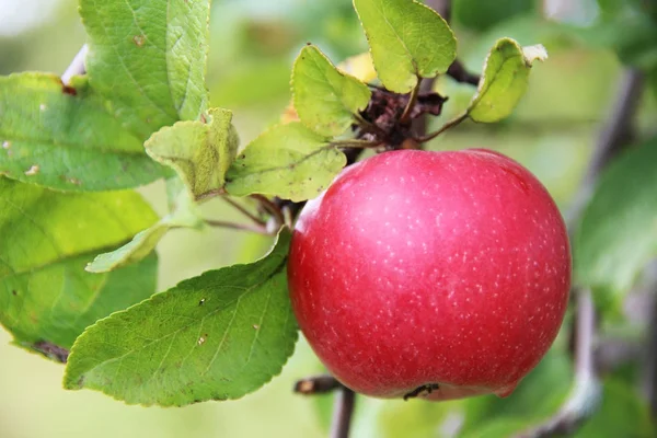 Rijke rode appel op de vertakking van de beslissingsstructuur van apple. — Stockfoto