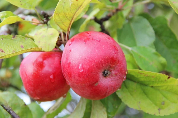 Rijke rode appels op de vertakking van de beslissingsstructuur van apple. — Stockfoto