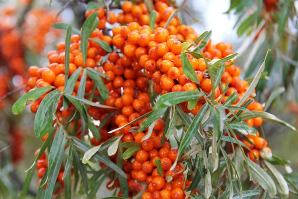 Ramo con bacche arancioni di olivello spinoso . — Foto Stock