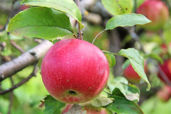 Rosso Mela ricca su ramo di melo . — Foto Stock