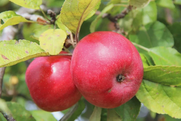 Mele rosse ricche su ramo di melo . — Foto Stock