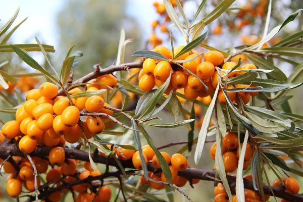 Ramo con bacche gialle di olivello spinoso . — Foto Stock